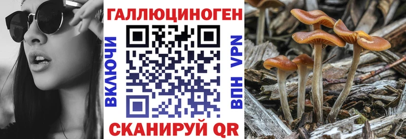 Псилоцибиновые грибы GOLDEN TEACHER  Грайворон 